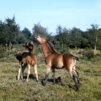 Picture of two new forest foals playing in the new forest