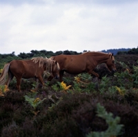 Picture of two new forest ponies walking