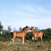 Picture of two new forest pony foals in the new forest