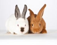 Picture of two New Zealand rabbits
