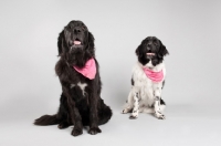 Picture of Two Newfoundlands sitting in studio.