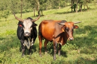 Picture of two Nguni cows in field