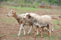 Picture of two Nguni sheep