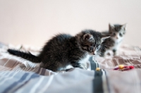 Picture of two non pedigree kittens on bedding