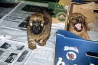 Picture of two norfolk terrier puppies from allright kennels, germany, with cardboard whelping box and newspaper