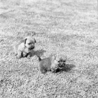 Picture of two norfolk terrier puppies playing on grass