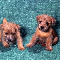 Picture of two norfolk terrier puppies sitting