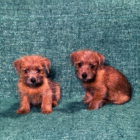 Picture of two norfolk terrier puppies sitting
