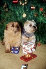 Picture of two norfolk terriers about to open presents