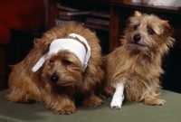 Picture of Two norfolk terriers bandaged by vet