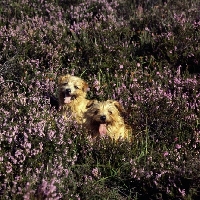 Picture of two norfolk terriers sitting in heather