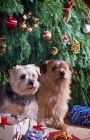 Picture of two norfolk terriers sitting under a christmas tree