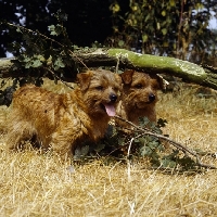 Picture of two norfolk terriers standing under a branch