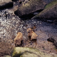 Picture of two norfolk terriers standing by a stream