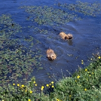 Picture of two norfolk terriers swimming 