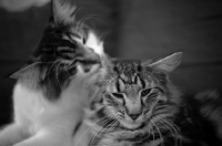 Picture of Two norwegian forest cat resting together, one is cleaning the other