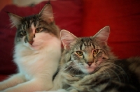 Picture of Two norwegian forest cat resting together on a red couch