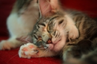 Picture of Two norwegian forest cat sleeping together on a red couch