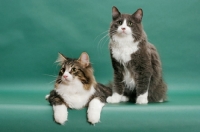 Picture of two Norwegian Forest cats (brown classic tabby and white / blue and white)