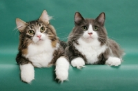 Picture of two Norwegian Forest cats (brown classic tabby and white / blue and white)