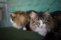 Picture of two norwegian forest cats, green background