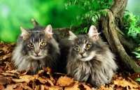 Picture of two Norwegian Forest cats in greenery