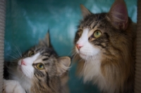 Picture of two norwegian forest cats