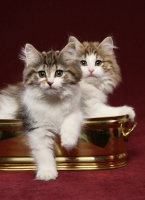 Picture of two Norwegian Forest kittens in planter