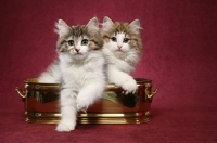 Picture of two Norwegian Forest kittens in planter