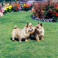 Picture of two norwich terriers standing on grass
