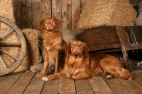 Picture of two Nova Scota Duck Tolling Retrievers