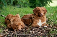 Picture of two Nova Scotia Duck Tolling Retrievers lying down