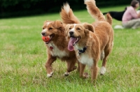 Picture of two Nova Scotia Duck Tolling Retriever playing in field