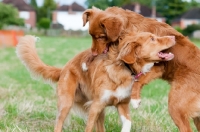 Picture of two Nova Scotia Duck Tolling Retrievers play fighting in field