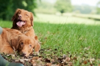Picture of two Nova Scotia Duck Tolling Retrievers lying down