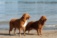 Picture of two nova scotia duck tolling retrievers