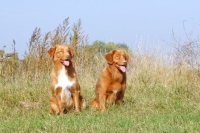 Picture of two nova scotia duck tolling retrievers, male and female