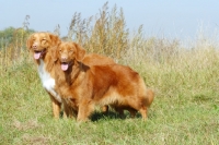 Picture of two nova scotia duck tolling retrievers