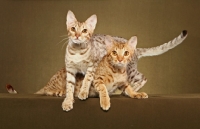 Picture of two Ocicats in studio