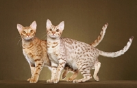 Picture of two Ocicats looking towards camera