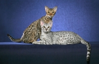 Picture of two Ocicats on blue background