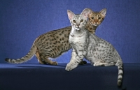 Picture of two Ocicats