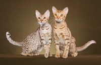Picture of two Ocicats