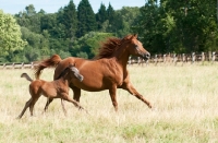 Picture of two of arabian horses in green field