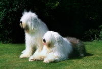 Picture of two old english sheepdogs, undocked 