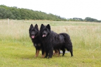Picture of two old german sheepdogs
