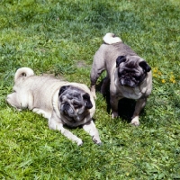 Picture of two old pugs
