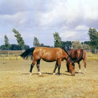 Picture of two old type Groningen mares grazing in field in Holland