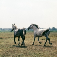 Picture of two old type Groningen mares Zolea and Tularia trotting away in Holland