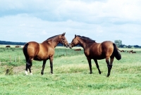 Picture of two old type holstein mares in a field in germany